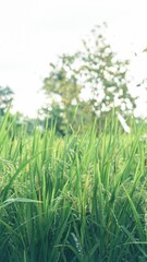 Asian Rice Field Wallpaper – Japanese Paddy Landscape, Morning Light Countryside View, Rural Agriculture Nature Background Photo