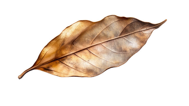 Single dried bay leaf spice herb aromatic seasoning cooking ingredient natural flavor element isolated on white background illustration