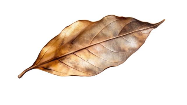 Single dried bay leaf spice herb aromatic seasoning cooking ingredient natural flavor element isolated on white background illustration