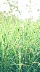 Asian Rice Field Wallpaper – Japanese Paddy Landscape, Morning Light Countryside View, Rural Agriculture Nature Background Photo