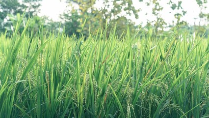 Asian Rice Field Wallpaper – Japanese Paddy Landscape, Morning Light Countryside View, Rural Agriculture Nature Background Photo
