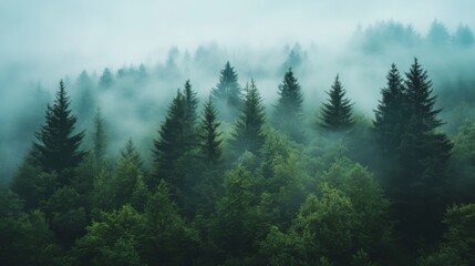 A misty forest with tall pine trees, creating an ethereal and mysterious atmosphere.