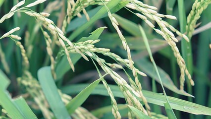 Asian Rice Field Wallpaper – Japanese Paddy Landscape, Morning Light Countryside View, Rural Agriculture Nature Background Photo