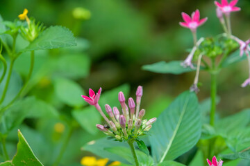 蕾から咲き始めたピンク色のペンタスの花