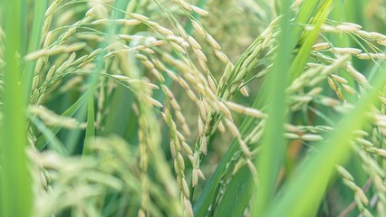 Asian Rice Field Wallpaper – Japanese Paddy Landscape, Morning Light Countryside View, Rural Agriculture Nature Background Photo