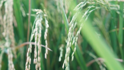 Asian Rice Field Wallpaper – Japanese Paddy Landscape, Morning Light Countryside View, Rural Agriculture Nature Background Photo