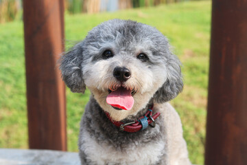 Closeup of a cute silver phantom toy poodle dog on a concrete block, facing the camera. Green grass and wooden poles in the background.