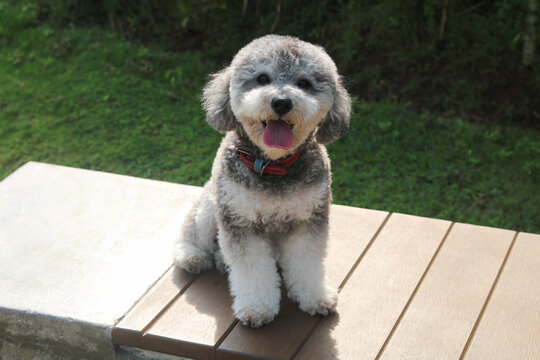 Cute silver phantom toy poodle dog posing on an outdoor bench, facing the camera with fluffy paws and curly fur. Green grass in the background.