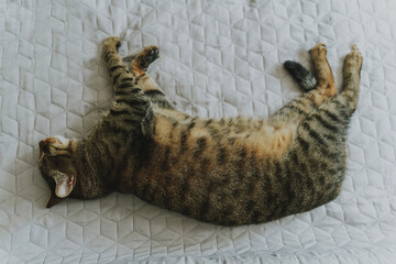 Portrait of cute sleeping grey tabby cat on grey blanket on bed, shot from above