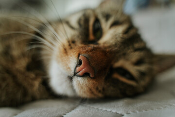 Portrait of cute sleeping tabby cat, face and nose close up