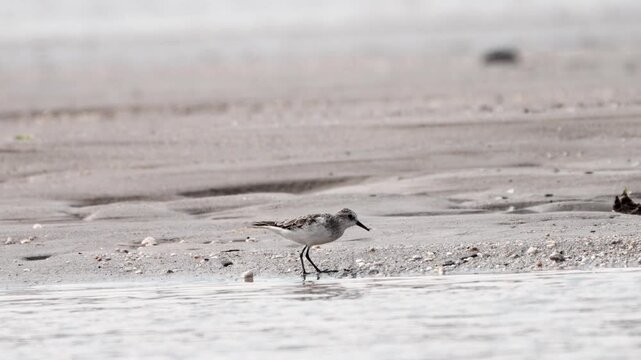 Little Stint (Calidris minuta) foraging on a muddy shoreline in its natural wetland habitat, small wader bird captured in the wild.