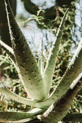 Aloe Vera Plant Leaves