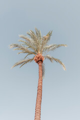 Single Palm Tree Against Clear Blue Sky © Greg Evans