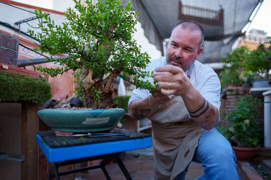 Gardener pruning bonsai tree at home while sitting calmly