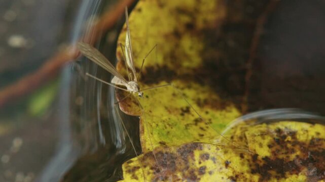 cranefly on autumn leaf in clear water