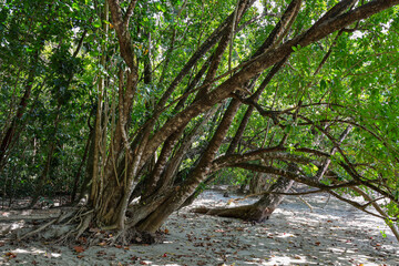 Tree with Exposed Roots on a Sandy Beach or Riverbank
