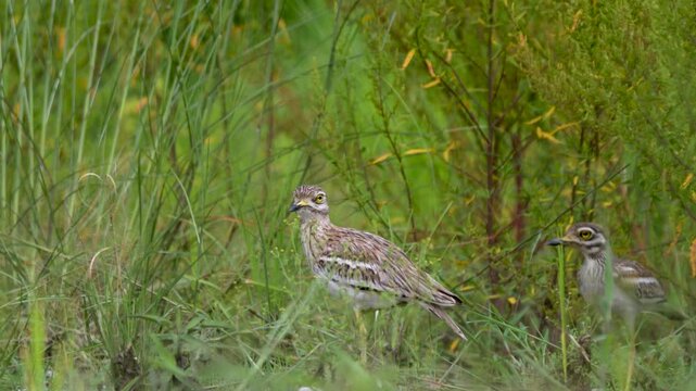 An Indian Thick-knee (Burhinus indicus) standing alert in its natural habitat, showcasing its large yellow eyes and cryptic brown plumage.