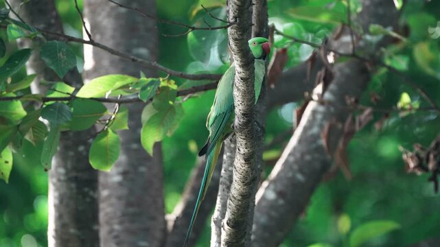 A vibrant Rose-ringed Parakeet (Psittacula krameri) perched among green foliage, showcasing its striking green plumage and red beak.