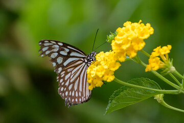 黄色いランタナの花にとまるリュウキュウアサギマダラの蝶