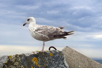 A SEAGULL ON A STONE