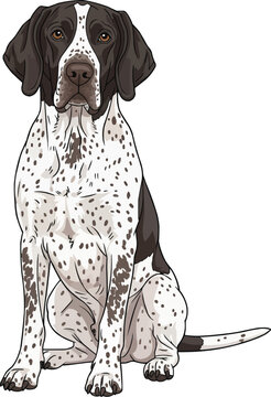 Braque d&rsquo;Auvergne dog sitting relaxed facing front vector illustration