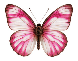 Butterfly with white and pink striped wings