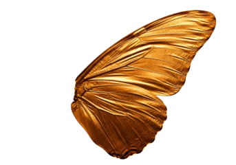 A detailed close-up view of a golden butterfly wing, showcasing intricate textures and rich hues against a striking black backdrop.
