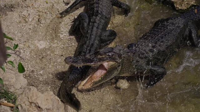 Alligator Biting Rival Tail During Aggressive Fight