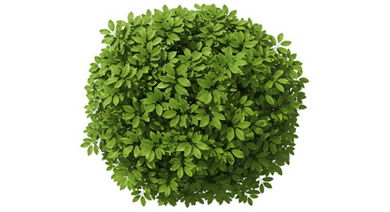 Obraz premium Top view of a green bush isolated on transparent background