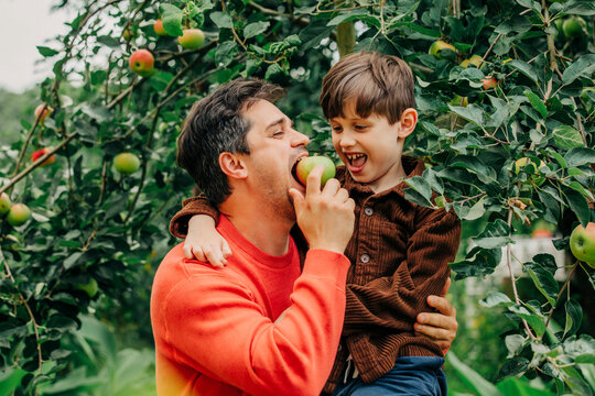 Father and son smiling together picking apples in garden