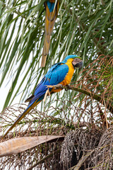 Blue-and-yellow macaw (Ara ararauna), known as blue-and-gold macaw, large Neotropical parrot. Bandeirantes South Pantanal, Mato Grosso do Sul, Brazil. Brazilian birdwatching.
