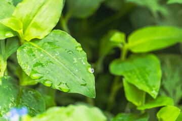 秋の森　雨に濡れた露草の葉01
