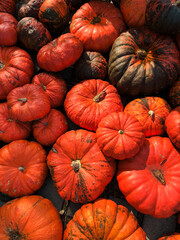 A photograph of numerous bright orange pumpkins shot from above. The pumpkins fill the entire frame, creating a decorative pattern with natural texture and vibrant autumn colors.
