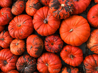 A photograph of numerous bright orange pumpkins shot from above. The pumpkins fill the entire frame, creating a decorative pattern with natural texture and vibrant autumn colors.
