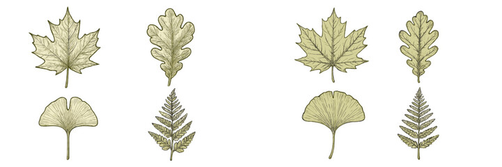 Detailed botanical drawings of maple, oak, ginkgo, and fern leaves