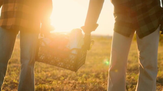 Two farmers carrying crate of fresh vegetables together at autumn sunset