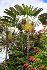 Ravenala madagascariensis, commonly known as the travellers tree, travellers palm or East-West palm, species of monocotyledonous. Paraty, Rio de Janeiro, Brazil.