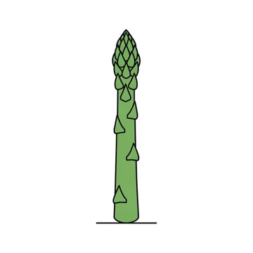 A single green asparagus spear standing upright on a white background.