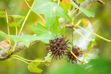 秋の森　アメリカフウの茶色の実04