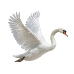 A white swan gliding isolated on a transparent background