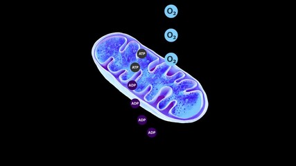 2D and 3D mitochondria animation showing oxygen, ATP and ADP molecules in cellular respiration and energy production