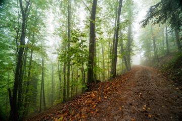 Herbstliche Wanderwege im Pfälzerwald bei Edenkoben mit Nebel, Moos und Farn in mystischer...