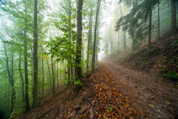 Obraz premium Herbstliche Wanderwege im Pfälzerwald bei Edenkoben mit Nebel, Moos und Farn in mystischer Stimmung an der Lolusruhe