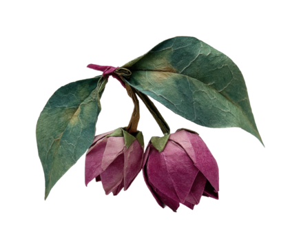 Delicate blooming flowers nature scene still life tranquil isolated on transparent background, png