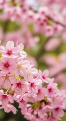 Obraz premium Close Up of Beautiful Pink Cherry Blossoms.