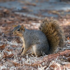 Close-up of a fox squirrel sitting on the ground surrounded by dry leaves. Sciurus niger.