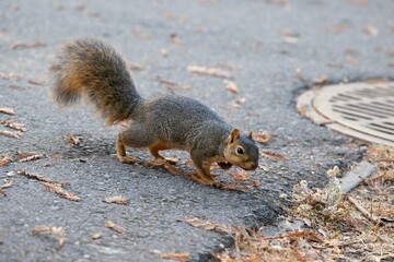 Fox squirrel on a paved path with scattered leaves. Sciurus niger.