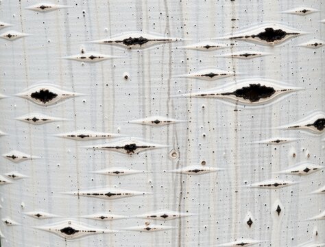 Close-up of aspen tree bark showing lenticels and texture