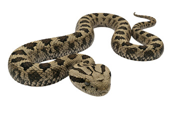 Fototapeta premium A detailed close-up of a venomous snake, exhibiting intricate patterns and textures on its skin against a pure black background.