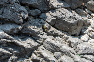 A crab between grey rocks